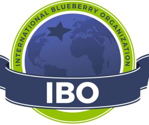 INTERNATIONAL BLUEBERRY ORGANIZATION (IBO) logo